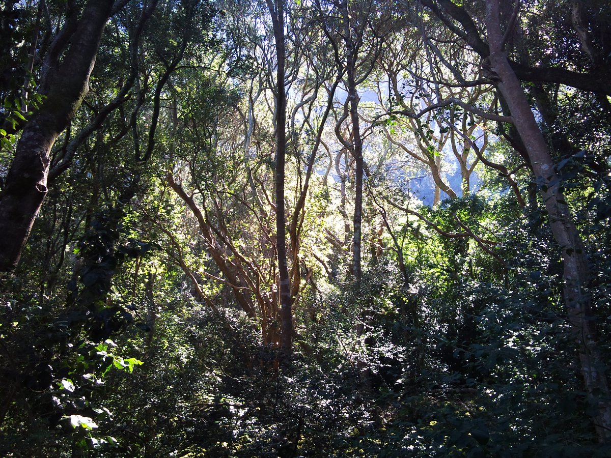 Indigenous Southern Afrotemperate forest on Table Mountain slopes in Cape Town