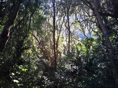 Indigenous Southern Afrotemperate forest on Table Mountain slopes in Cape Town