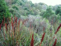 Endangered Cape Granite Fynbos vegetation in Newlands Forest Cape Town