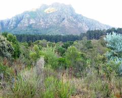Endangered Cape Granite Fynbos patch surrounded by invasive Pine tree plantations in Newlands Forest Cape Town