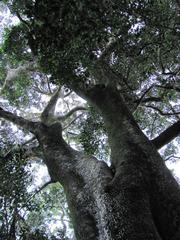 Indigenous Ironwood tree Olea capensis macrocarpa in Cape Town afrotemperate forest