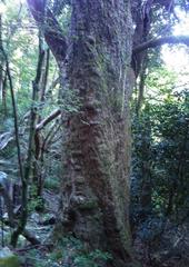 Enormous trunk of Olinia Ventosa tree in Cape Town afrotemperate indigenous forest
