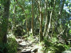 Indigenous afrotemperate woodland at Newlands Forest in Cape Town