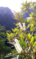 Cunonia Capensis flowers on Devils Peak in Newlands forest, Table Mountain
