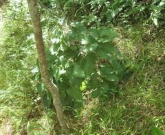 Knowltonia vesicatoria plant on afrotemperate forest slope in Newlands Cape Town