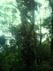 Large Curtisia Assegai tree in Newlands forest, Cape Town, South Africa
