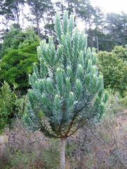 Young Silverleaf tree Leucadendron argenteum in Newlands Forest Cape Town