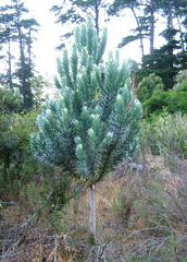 Young Silvertree (Leucadendron argenteum) growing in Newlands Forest with cleared Pine plantation land