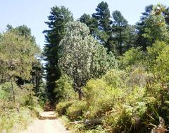 Newlands Forest showing endangered Peninsula Granite Fynbos next to commercial pine plantations in Cape Town