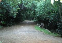 A road through indigenous afromontane forest in Newlands Forest reserve