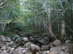 Forest stream flowing through dense indigenous forest in Cape Town