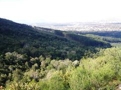 Newlands forest in Cape Town with indigenous forest on upper slopes and pine plantations in background