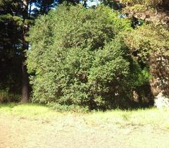 Bladdernut bush diospyros whyteana in Newlands forest Cape Town