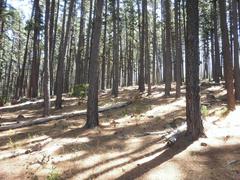 Commercial pine tree plantations in Newlands Forest, Cape Town