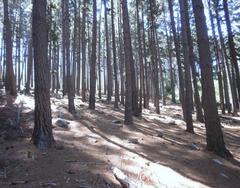Commercial plantations of invasive Pine trees in Newlands Forest Cape Town