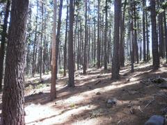 Commercial pine tree plantations in Newlands Forest, Cape Town