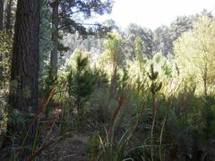 Pine seedlings from commercial plantations spreading into indigenous fynbos vegetation in Newlands Forest, Cape Town
