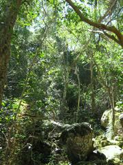 Indigenous Afromontane forest trees in Newlands Forest, Cape Town