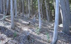 Commercial plantations of Australian Gum trees (Eucalyptus lehmannii) at Newlands Forest in Cape Town