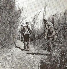 U.S. Rangers advancing behind Japanese lines in dense tall grass during the rescue mission at Cabanatuan Prison Camp, Philippines