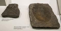 Fossilized trilobites displayed at Senckenberg Museum
