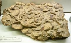 Fossils on seabed at Senckenberg Museum