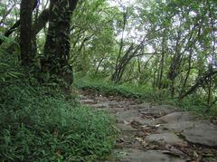 Hiking trail at Yangmingshan National Park with lush greenery and a hiker walking along the path