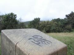 Hiking trail through lush green forest in Yangmingshan National Park