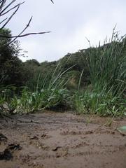 Person hiking on a forest trail in Yangmingshan National Park