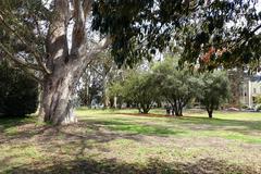 Panhandle Park in San Francisco with lush green trees and a walking path