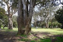 Panhandle park with green trees and walking path in San Francisco California