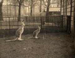 Two red giant kangaroos in outdoor enclosure at Artis Zoo Amsterdam 1913