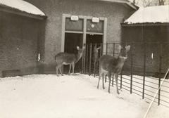 Two Barasinga deer in the snow at their enclosure in Artis zoo Amsterdam 1913