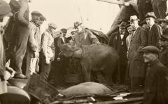 Arrival of new elephants at Artis Zoo in Amsterdam, 1919 with men looking at photographer