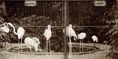 Flamingos behind a fence in Artis Zoo Amsterdam 1910