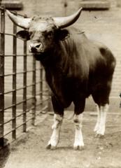 A bison in Artis Zoo Amsterdam 1910