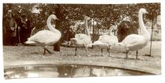 Black and white photo of geese in Artis Zoo Amsterdam circa 1910