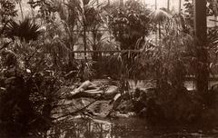 Crocodile in reptile house surrounded by tropical plants at Artis zoo, Amsterdam, 1911