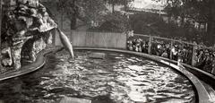Visitors at Artis Zoo watching sea lions diving in water, Amsterdam 1910