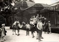 Camel riding attraction at Artis zoo with visitors in Amsterdam, 1928