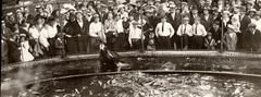 Visitors observing sea lions at Artis zoo in Amsterdam in 1917