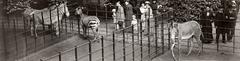 Visitors at the zebra enclosures in Artis Zoo, Amsterdam, 1917