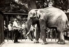 Visitors observing elephants and their keeper at Artis zoo in Amsterdam, 1917