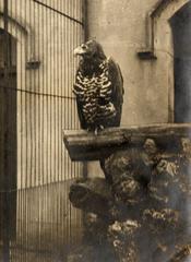 Rough-legged hawk in the birdhouse at Artis zoo Amsterdam 1913