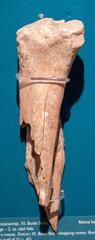 Ancient spoke bone of a moose from the Roman period