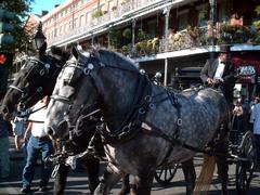 Horse-drawn hearse at corner of Decatur and St. Ann Streets during Jazz Funeral for Katrina victims at Jackson Square New Orleans