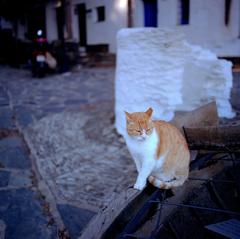 Cat sitting on a stone wall in Portlligat, Spain