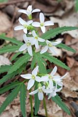 Cutleaf Toothwort Cardamine concatenata flower in bloom at Radnor Lake Nashville Tennessee