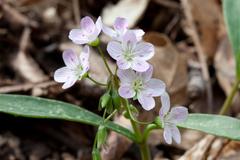 Eastern spring beauties Claytonia virginica flowers at Radnor Lake Nashville Tennessee