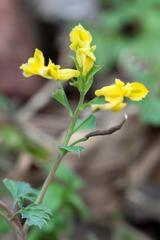 Yellow Harlequin flower Corydalis flavula in bloom at Radnor Lake Nashville Tennessee